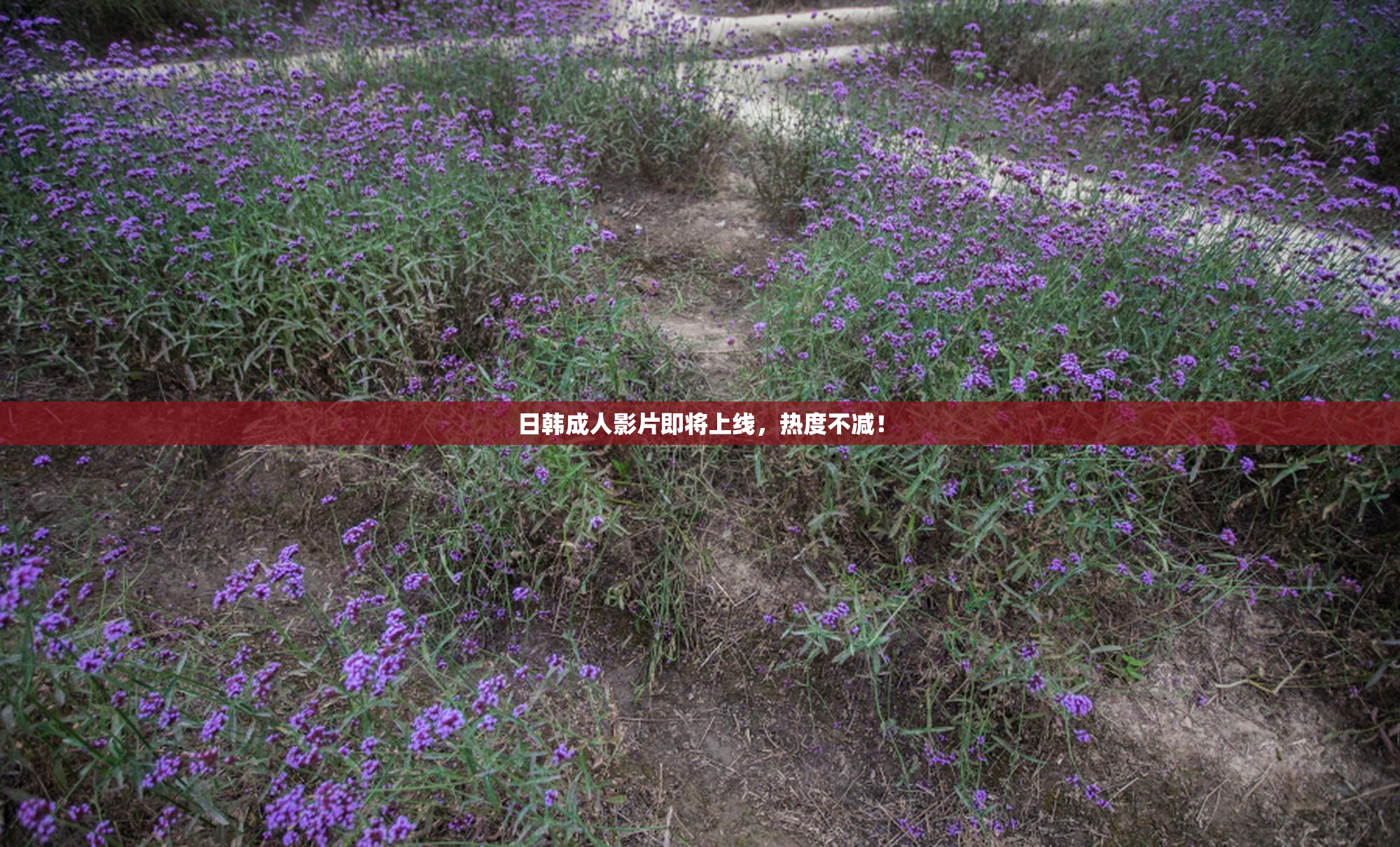 日韩成人影片即将上线，热度不减！