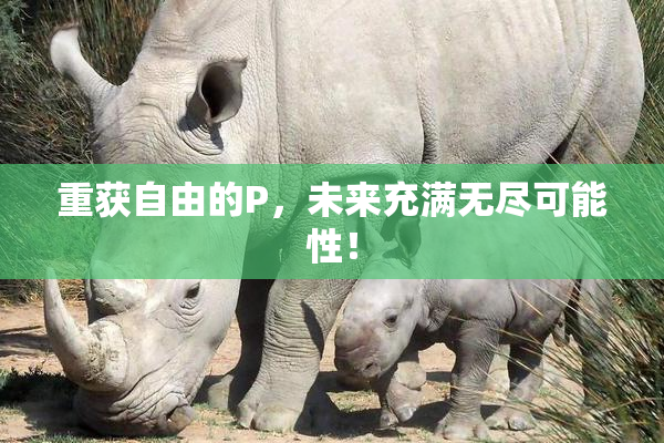 重获自由的P，未来充满无尽可能性！