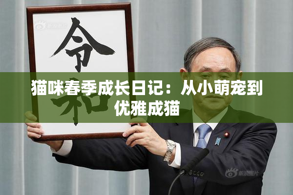 猫咪春季成长日记：从小萌宠到优雅成猫