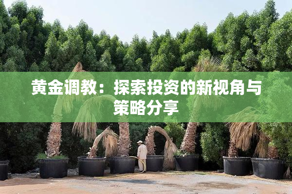 黄金调教：探索投资的新视角与策略分享