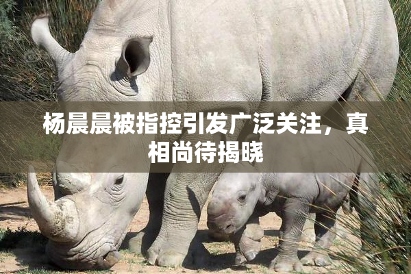 杨晨晨被指控引发广泛关注，真相尚待揭晓