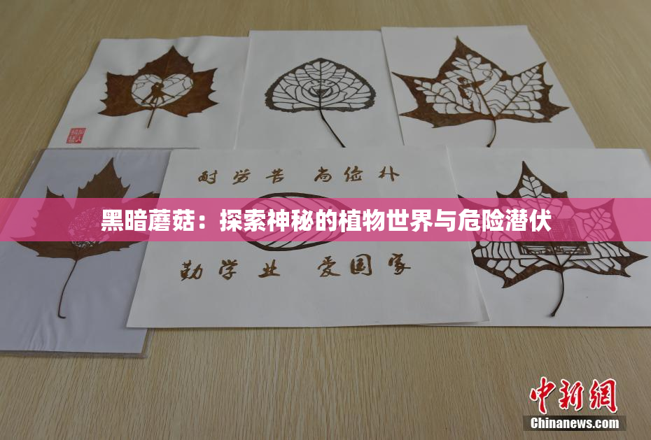 黑暗蘑菇：探索神秘的植物世界与危险潜伏