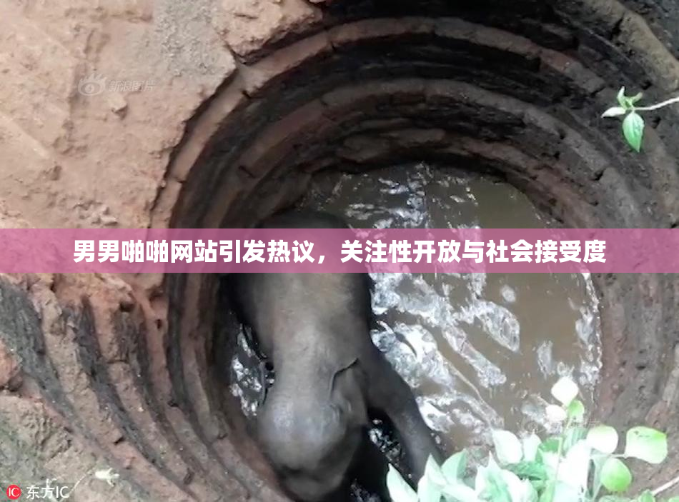 男男啪啪网站引发热议，关注性开放与社会接受度