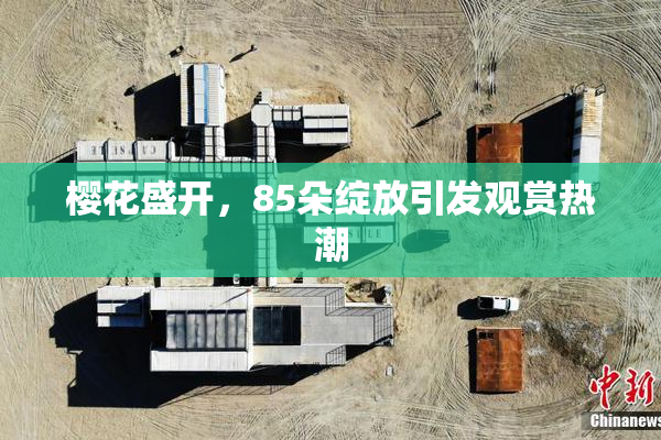 樱花盛开，85朵绽放引发观赏热潮