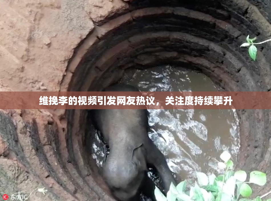 维挽李的视频引发网友热议，关注度持续攀升
