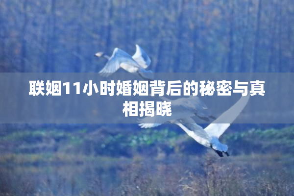 联姻11小时婚姻背后的秘密与真相揭晓