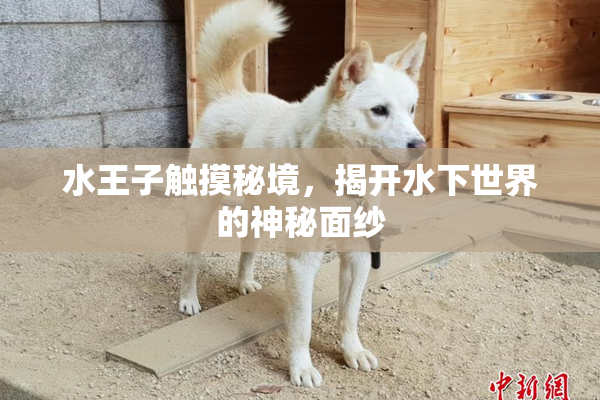 水王子触摸秘境，揭开水下世界的神秘面纱