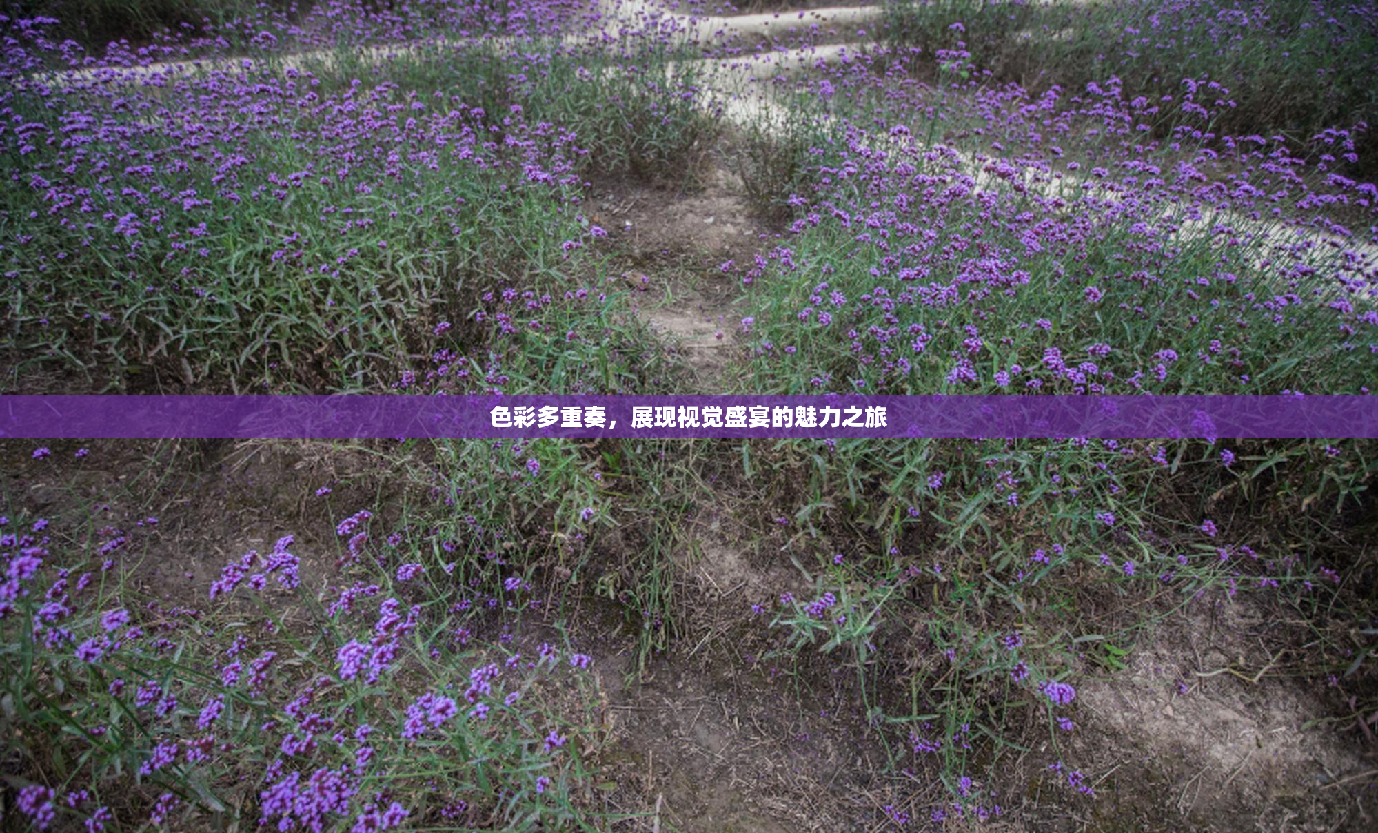 色彩多重奏，展现视觉盛宴的魅力之旅