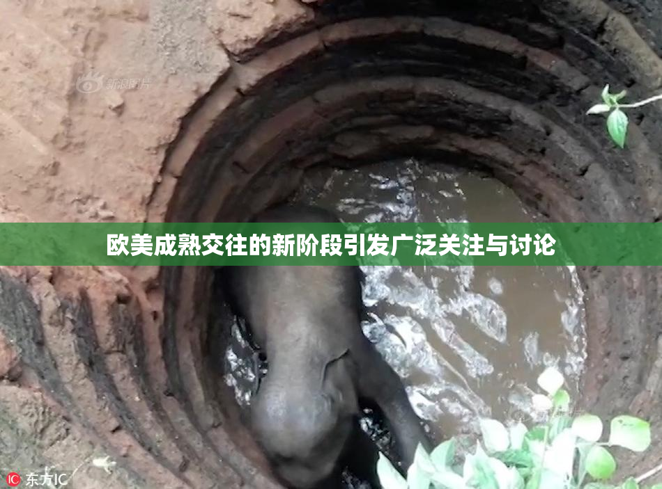 欧美成熟交往的新阶段引发广泛关注与讨论