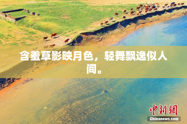 含羞草影映月色，轻舞飘逸似人间。
