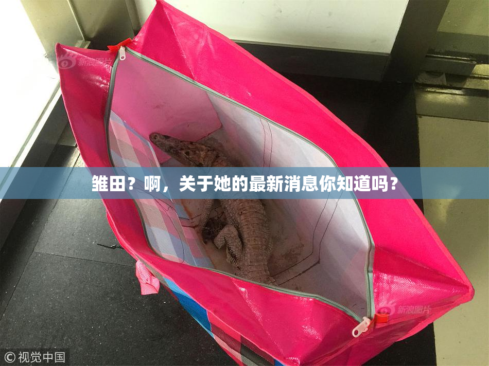 雏田？啊，关于她的最新消息你知道吗？