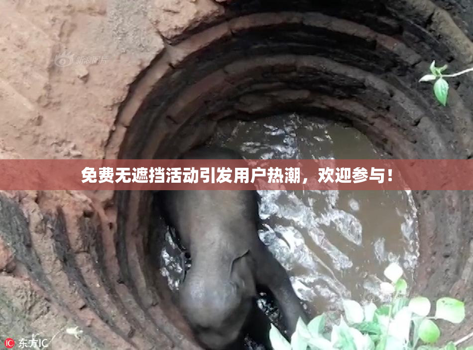 免费无遮挡活动引发用户热潮，欢迎参与！