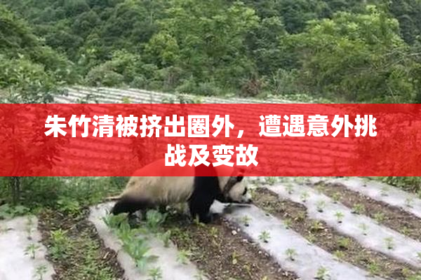 朱竹清被挤出圈外，遭遇意外挑战及变故