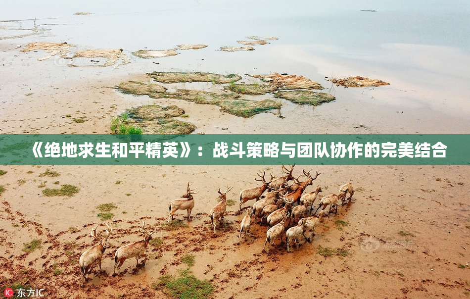 《绝地求生和平精英》：战斗策略与团队协作的完美结合