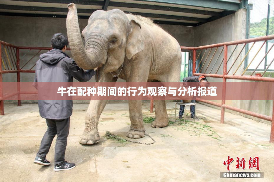牛在配种期间的行为观察与分析报道
