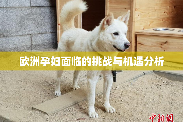 欧洲孕妇面临的挑战与机遇分析