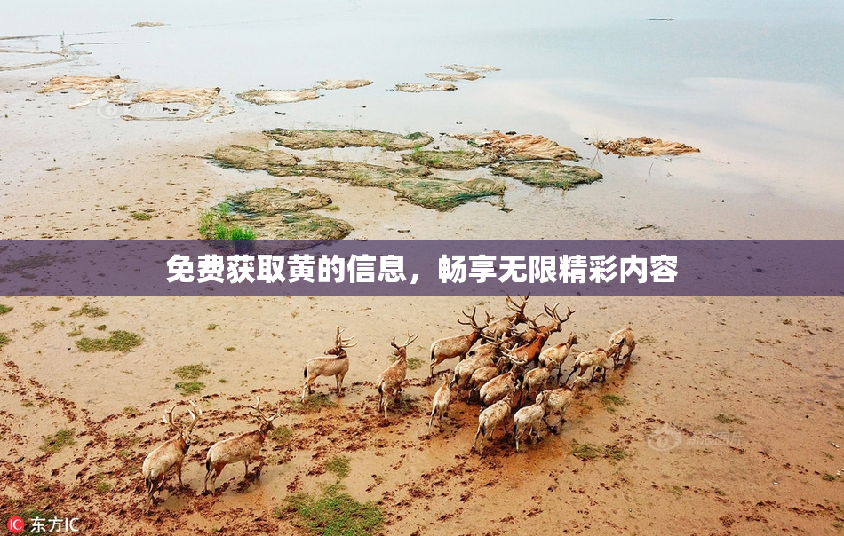 免费获取黄的信息，畅享无限精彩内容