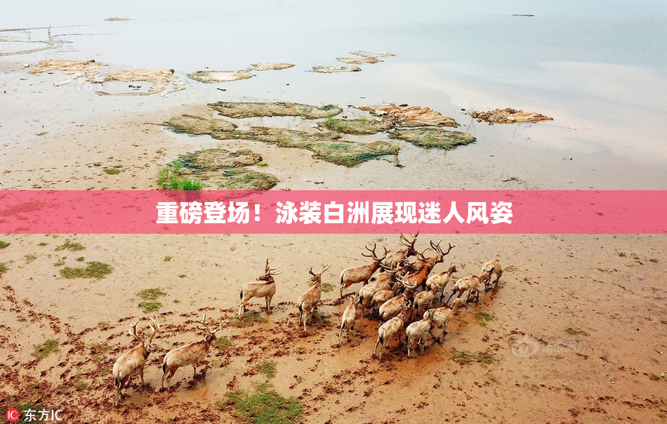 重磅登场！泳装白洲展现迷人风姿
