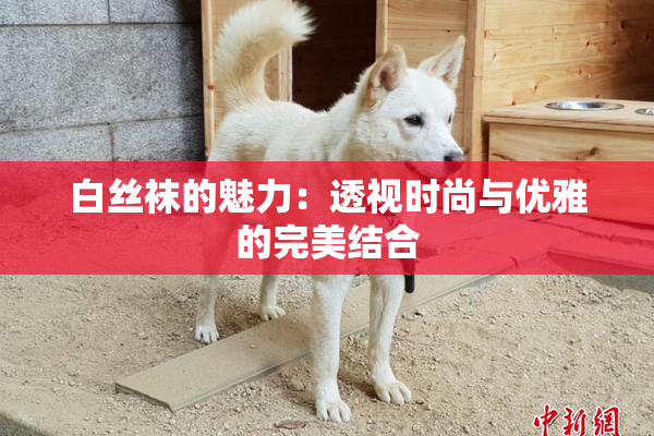 白丝袜的魅力：透视时尚与优雅的完美结合