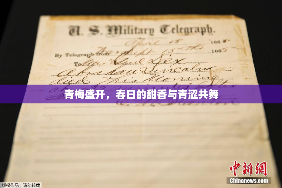 青梅盛开，春日的甜香与青涩共舞