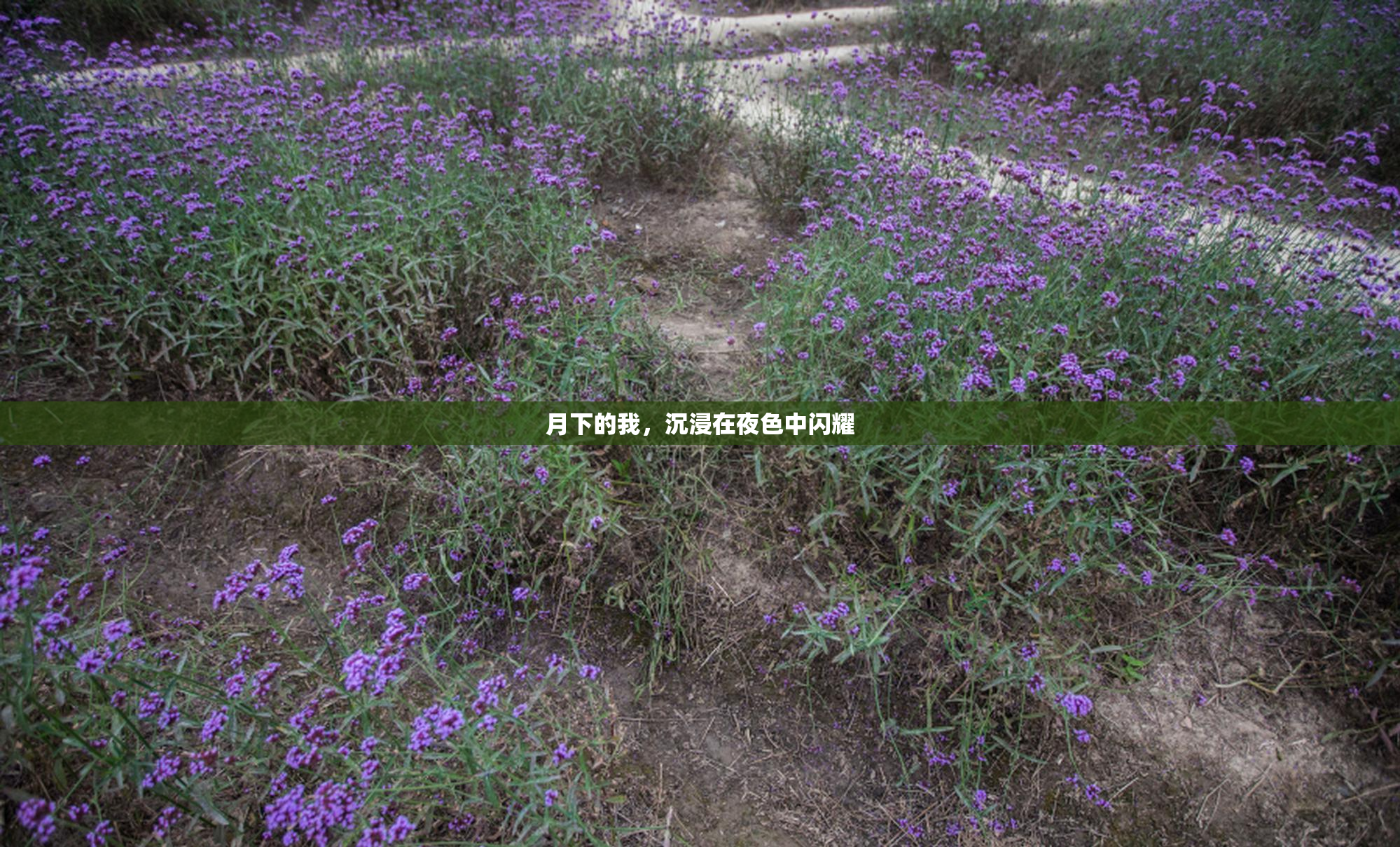 月下的我，沉浸在夜色中闪耀