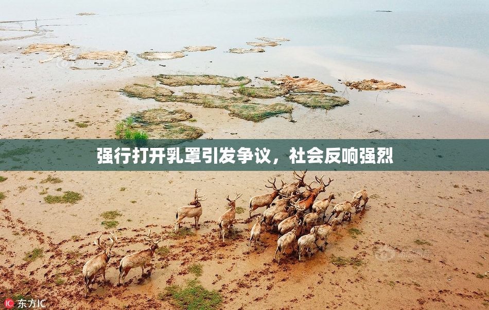 强行打开乳罩引发争议，社会反响强烈