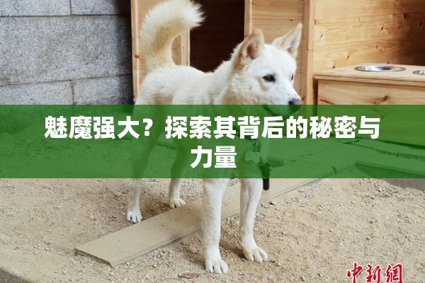 魅魔强大？探索其背后的秘密与力量