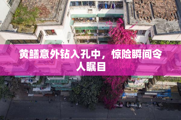 黄鳝意外钻入孔中，惊险瞬间令人瞩目
