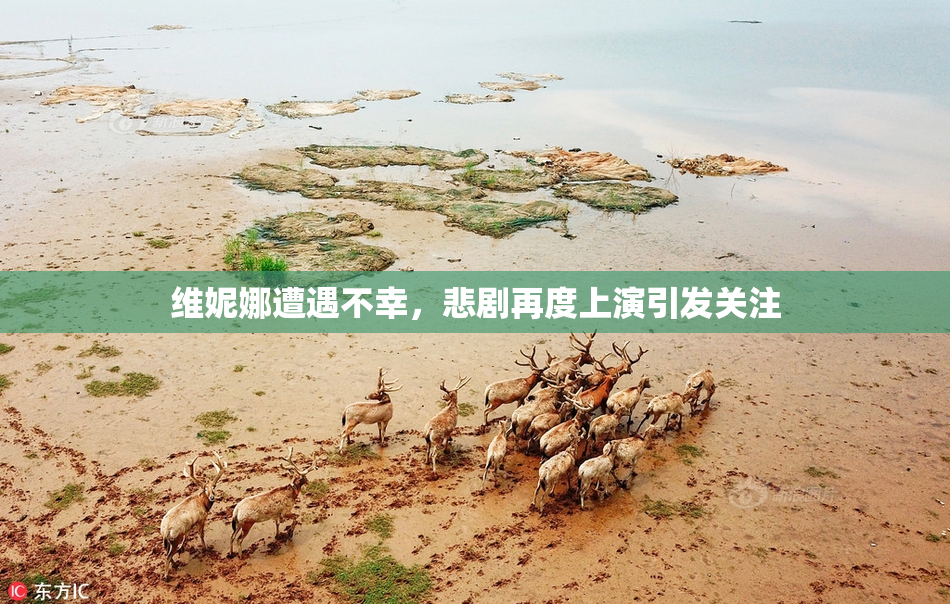 维妮娜遭遇不幸，悲剧再度上演引发关注
