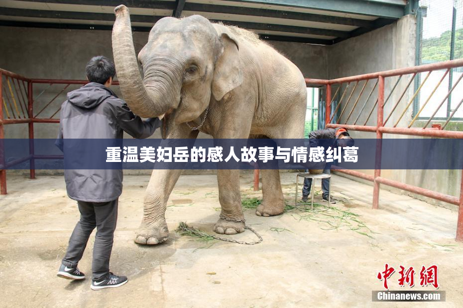 重温美妇岳的感人故事与情感纠葛