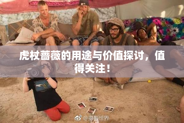 虎杖蔷薇的用途与价值探讨，值得关注！