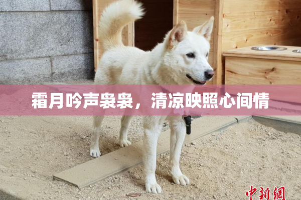霜月吟声袅袅，清凉映照心间情