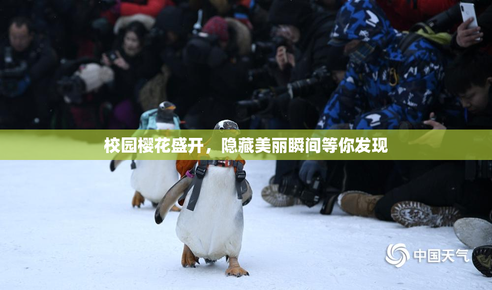校园樱花盛开，隐藏美丽瞬间等你发现