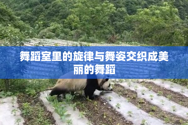 舞蹈室里的旋律与舞姿交织成美丽的舞蹈