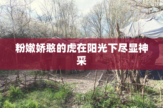 粉嫩娇憨的虎在阳光下尽显神采