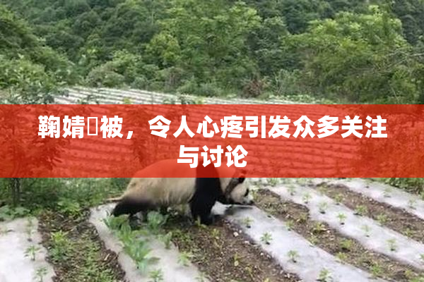 鞠婧祎被，令人心疼引发众多关注与讨论