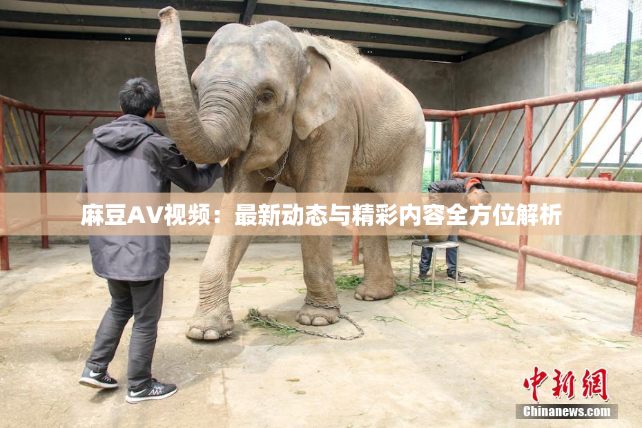 麻豆AV视频：最新动态与精彩内容全方位解析