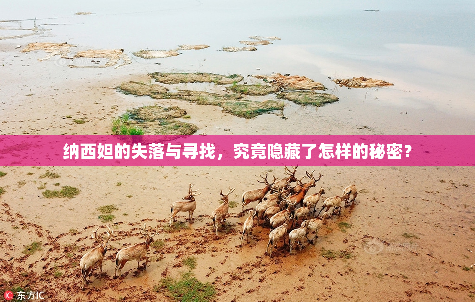 纳西妲的失落与寻找，究竟隐藏了怎样的秘密？