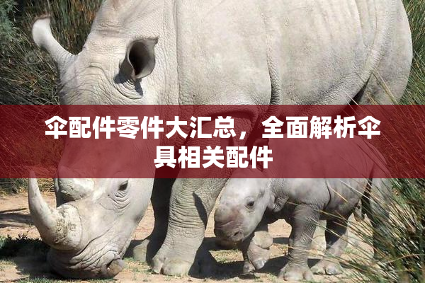 伞配件零件大汇总，全面解析伞具相关配件