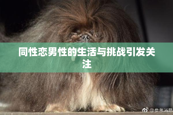 同性恋男性的生活与挑战引发关注