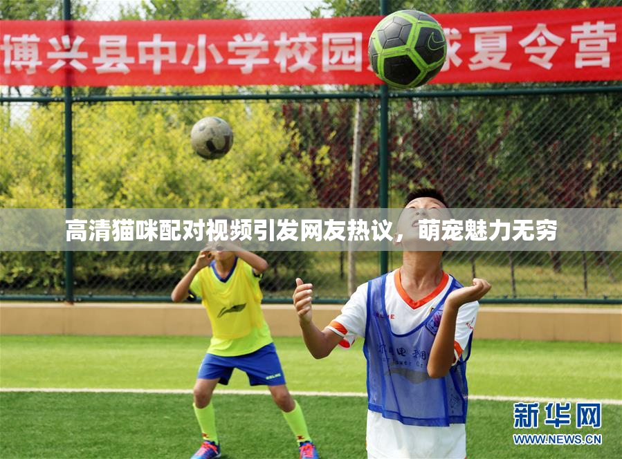 高清猫咪配对视频引发网友热议，萌宠魅力无穷