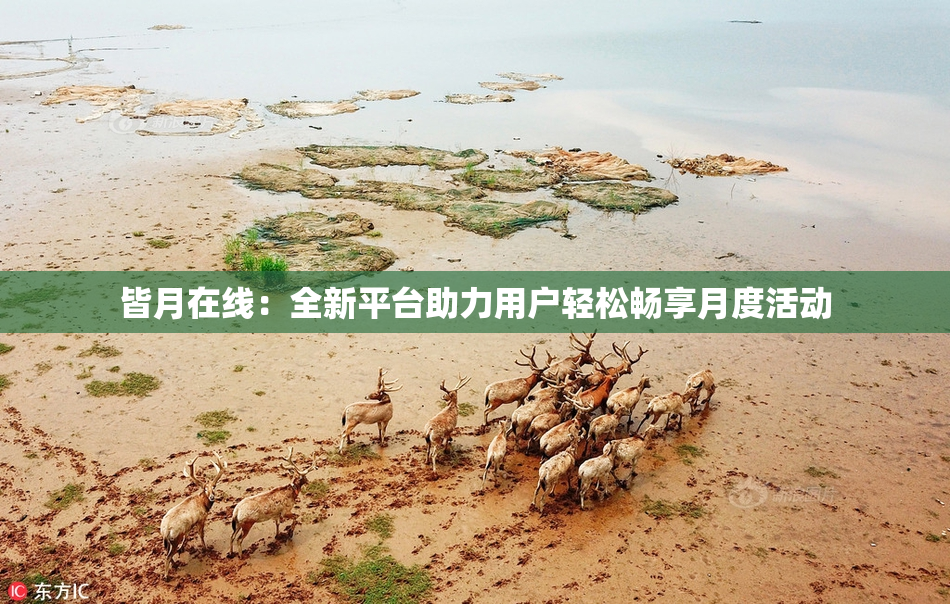 皆月在线：全新平台助力用户轻松畅享月度活动