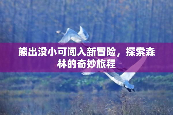 熊出没小可闯入新冒险，探索森林的奇妙旅程