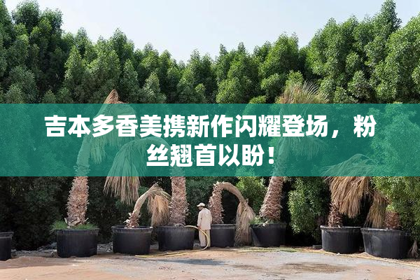 吉本多香美携新作闪耀登场，粉丝翘首以盼！