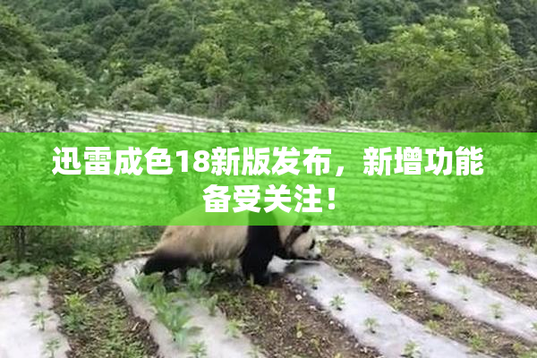 迅雷成色18新版发布，新增功能备受关注！
