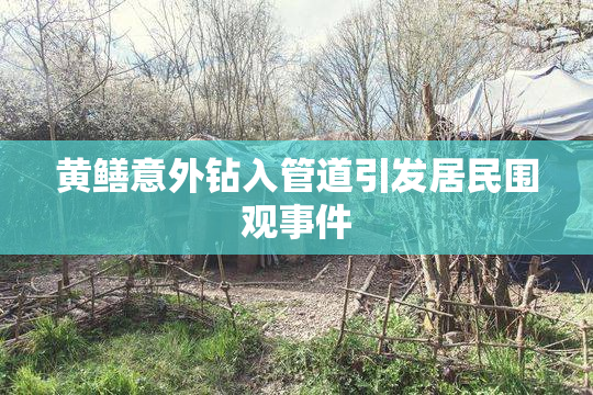 黄鳝意外钻入管道引发居民围观事件
