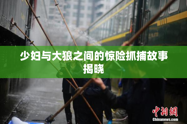 少妇与大狼之间的惊险抓捕故事揭晓