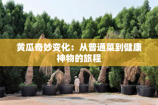 黄瓜奇妙变化：从普通菜到健康神物的旅程