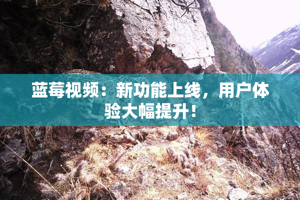 蓝莓视频：新功能上线，用户体验大幅提升！