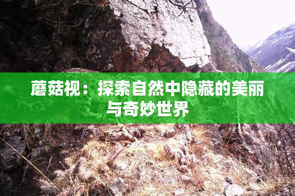 蘑菇视：探索自然中隐藏的美丽与奇妙世界